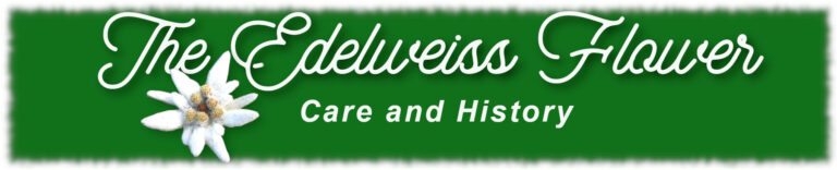History The Edelweiss Flower
